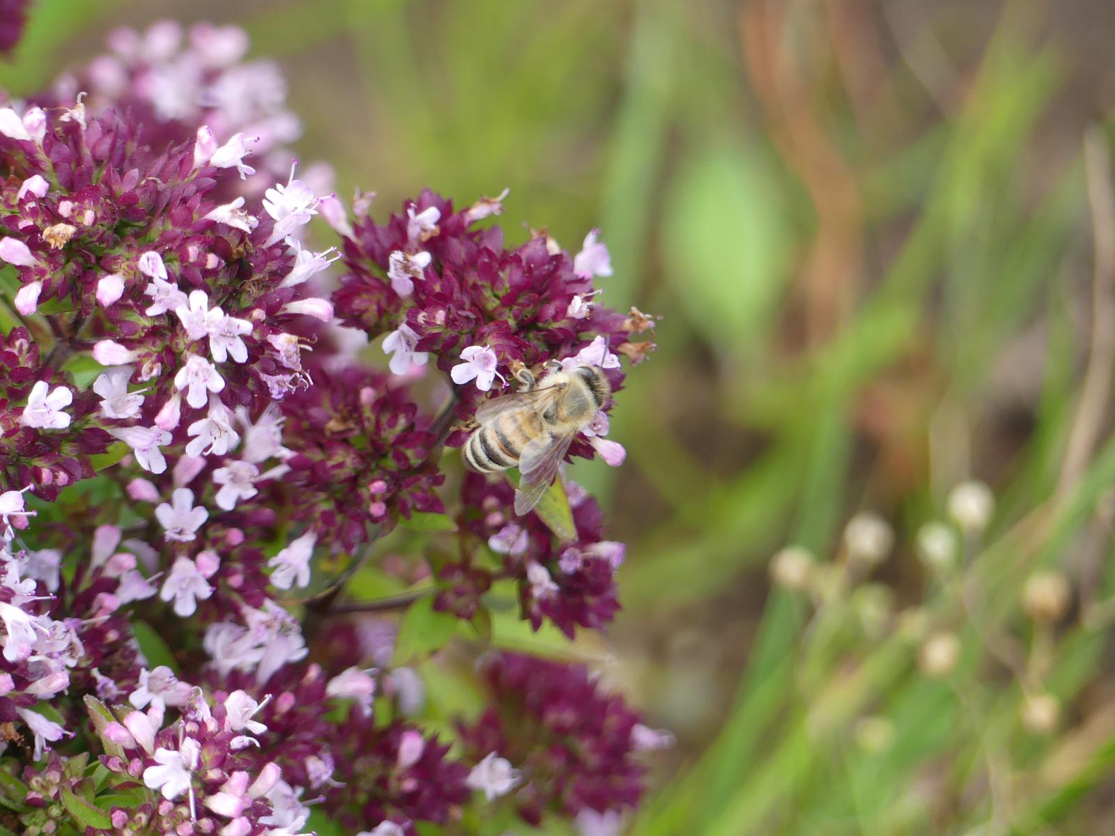 众所周知，野生蜜蜂及授粉昆虫是生物链多样性不可或缺的物种，但是它们其中的很多物种正濒临灭绝 